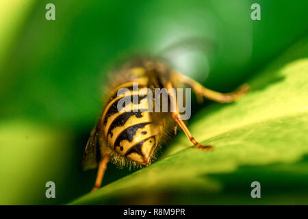 Vista dettagliata del Giallo Macro Wasp con ali sulla foglia verde Foto Stock