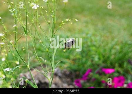 Molti piccoli fiori bianchi, su uno di essi un bumblebee raccoglie il nettare. Foto Stock