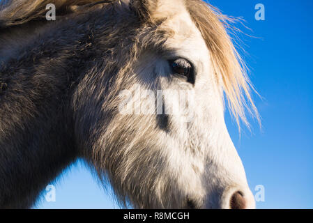 Close up ritratto di White Horse Foto Stock