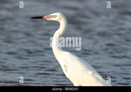 Vicino a minacciato garzetta rossastra white morph (Egretta rufescens) in Florida's area costiera Foto Stock