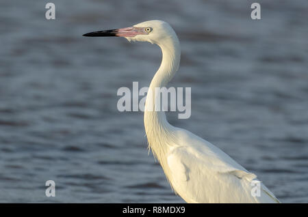 Vicino a minacciato garzetta rossastra white morph (Egretta rufescens) in Florida's area costiera Foto Stock