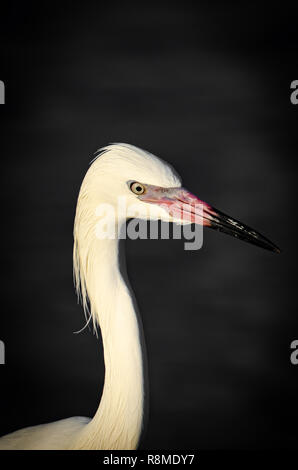 Vicino a minacciato garzetta rossastra white morph (Egretta rufescens) in Florida's area costiera Foto Stock