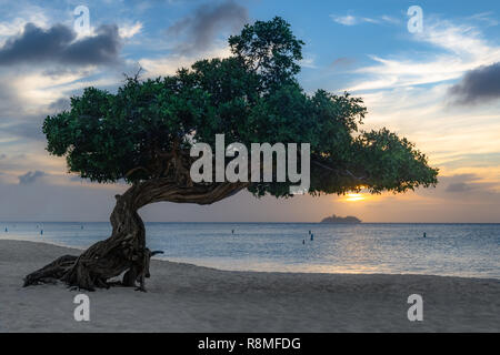 Aruba Beach Divi-Divi tree Eagle Beach Aruba al tramonto e la nave da crociera - famoso Divi Divi alberi - Libidibia coriaria leguminose albero nativa dei Caraibi Foto Stock