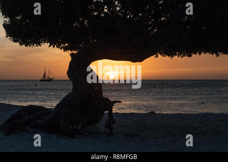 Aruba Beach - albero Divi-Divi Eagle Beach Aruba al tramonto e barca a vela - famoso Divi Divi alberi - Libidibia coriaria leguminose albero nativa dei Caraibi Foto Stock