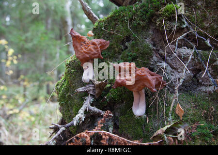 Gyromitra infula, comunemente noto come incappucciati false morel o la sella foliatile, è un fungo in famiglia Foto Stock