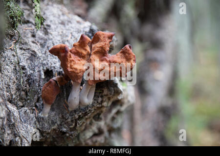 Gyromitra infula, comunemente noto come incappucciati false morel o la sella foliatile, è un fungo in famiglia Foto Stock