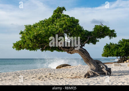 Aruba Beach - albero Divi-Divi Eagle Beach Aruba - famosa in tutto il mondo Divi Divi alberi aka. Libidibia coriaria - Un nativo di leguminose tree - Caraibi Foto Stock