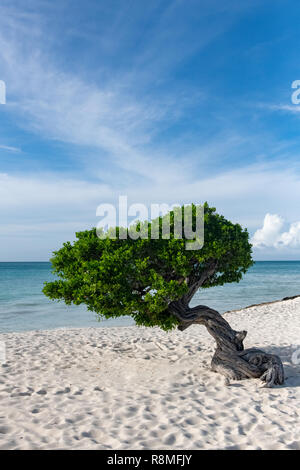 Aruba Beach - albero Divi-Divi Eagle Beach Aruba - famosa in tutto il mondo Divi Divi alberi aka. Libidibia coriaria - Un nativo di leguminose tree - Caraibi Foto Stock