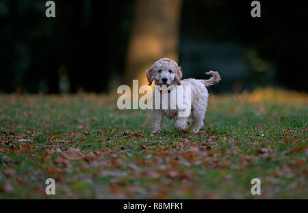 Cucciolo Cockapooh-Canis lupus familiaris. Regno Unito Foto Stock