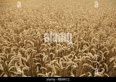 Mature campo di grano. Texture di sfondo. Foto Stock