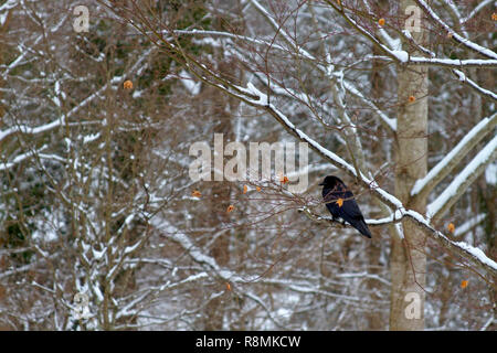 Un corvo nero in una foresta innevata appollaiato su un ramo di albero in inverno Foto Stock