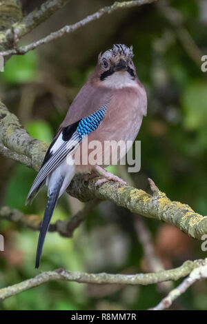 Eurasian jay (Garrulus glandarius) Foto Stock