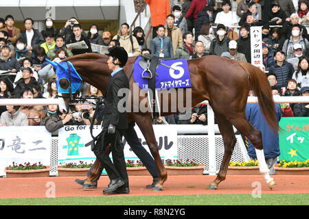 Hyogo, Giappone. Xvi Dec, 2018. Ammirare Marte Horse Racing : ammirare Marte è guidato attraverso il paddock prima della Asahi Hai Futurity Stakes di Hanshin Racecourse a Hyogo, Giappone . Credito: Eiichi Yamane/AFLO/Alamy Live News Foto Stock