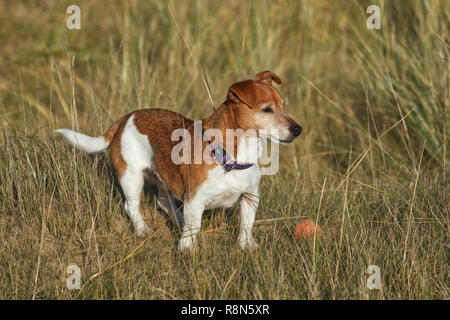 Piccolo marrone e bianco Jack Russell cane giocando in dune di sabbia con una palla rossa, indossando. Collare viola Foto Stock