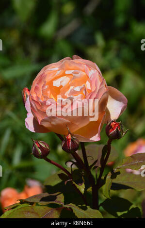 Singolo di Colore Arancione Rosa inglese fiore 'Lady Emma Hamilton' (Ausbrother) sul display a RHS Garden Harlow Carr, Harrogate, Yorkshire. Regno Unito. Foto Stock