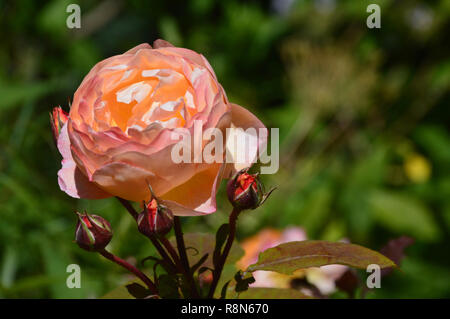 Singolo di Colore Arancione Rosa inglese fiore 'Lady Emma Hamilton' (Ausbrother) sul display a RHS Garden Harlow Carr, Harrogate, Yorkshire. Regno Unito. Foto Stock