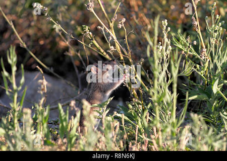 Ave river rat dissimulata tra la vegetazione dalla riva del fiume in cerca di cibo, a nord del Portogallo Foto Stock