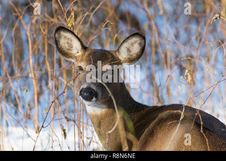 White-tailed deer, noto anche come il culbianco o Virginia cervi in inverno Foto Stock