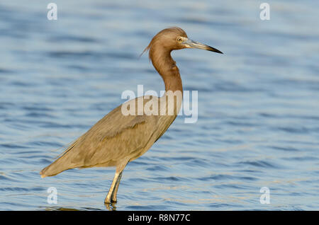 Reddish garzetta (Egretta rufescens) è un vicino uccelli minacciati trovati in Florida di terre costiere. Foto Stock