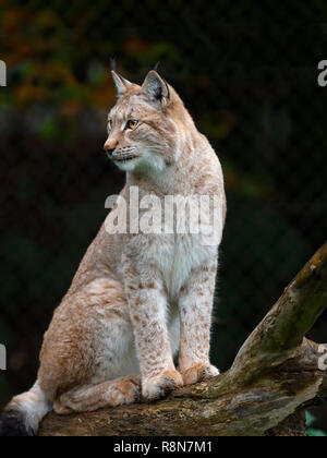 Eurasian (Lynx Lynx lynx) Captive fotografia Foto Stock