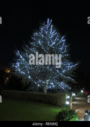 Un unico grande albero esterno decorato con le luci del Natale fa molto scena festiva di notte; Dicembre 2018 Foto Stock