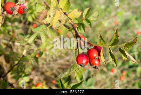 Frutti della rosa canina (Rosa canina) in autunno Foto Stock