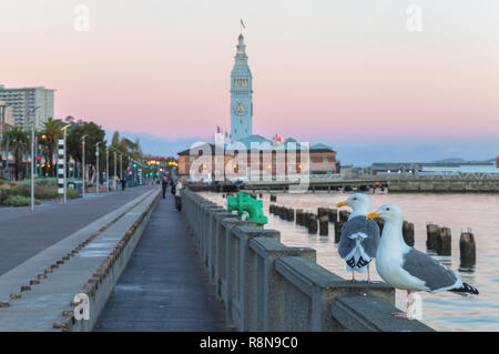 Western gull (Larus occidentalis) perch sulla parete di cemento, con il traghetto costruire orologio Tower in background, California, Stati Uniti, all'alba. Foto Stock