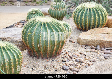 Grandi impianti di cactus con spine, big spine nel parco. Foto Stock