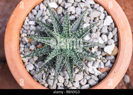 Vista superiore closeup le piante succulente, "Haworthia" fasciata, zebra di piante in mattoni marroni pot. Foto Stock