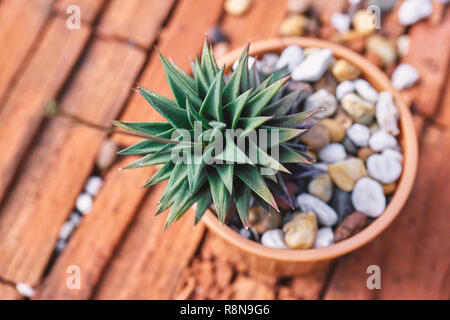 Mini piante succulente cactus decorativo, houseplants in marrone cray pot, Closeup. Foto Stock