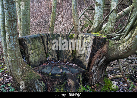 Scolpito nella sede realizzata da cedui tronco di albero. Foto Stock