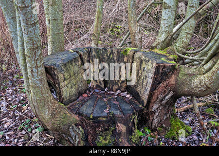 Scolpito nella sede realizzata da cedui tronco di albero. Foto Stock