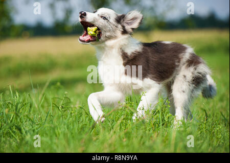 Border Collie puppy in esecuzione in un prato Foto Stock