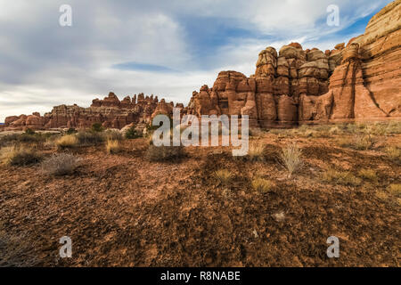 Cryptobiotic crosta del suolo contribuendo a stabilizzare il terreno deserto lungo la Chesler Park Loop Trail nel distretto di aghi del Parco Nazionale di Canyonlands, U Foto Stock