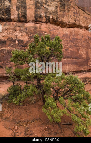 Utah Juniper, Juniperus osteosperma prospera in suolo sabbioso lungo la Chesler Park Loop Trail nel distretto di aghi del Parco Nazionale di Canyonlands, Ut Foto Stock