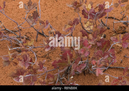 Tucker la sabbia Shinnery Oak, Quercus havardii var. tuckeri, crescendo in eolian sabbia lungo la Chesler Park Loop Trail nel distretto di aghi di Canyonl Foto Stock