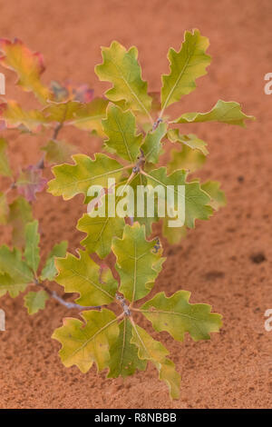 Tucker la sabbia Shinnery Oak, Quercus havardii var. tuckeri, crescendo in eolian sabbia lungo la Chesler Park Loop Trail nel distretto di aghi di Canyonl Foto Stock