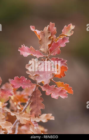 Tucker la sabbia Shinnery Oak, Quercus havardii var. tuckeri, crescendo in eolian sabbia lungo la Chesler Park Loop Trail nel distretto di aghi di Canyonl Foto Stock