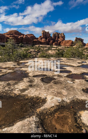 Dopo i recenti heavy rain, arenaria depressioni su slickrock sono state riempite con rainwateron lungo la Chesler Park Loop Trail nel distretto di aghi di Foto Stock