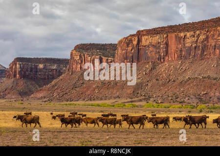 I cowboys sono spesso visto immobilizzare i bovini in piroga Ranch, una natura Conservancy ranch di lavoro ora dedicato per lo studio scientifico di gestione lad, vicino Foto Stock