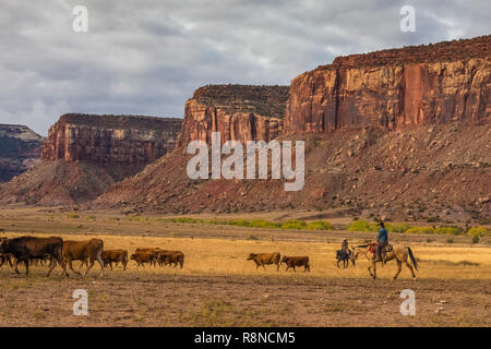 I cowboys sono spesso visto immobilizzare i bovini in piroga Ranch, una natura Conservancy ranch di lavoro ora dedicato per lo studio scientifico di gestione lad, vicino Foto Stock