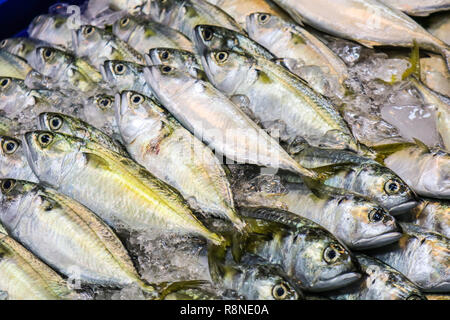 Sgombri freschi è posto in una fila sul pannello refrigerato. Per i clienti di acquistare cibo Foto Stock