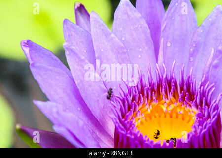 I fiori di loto e acqua per attirare gli insetti verso il basso lotus. Ci sono alcuni insetti in trappola. E morire in Lotus Foto Stock