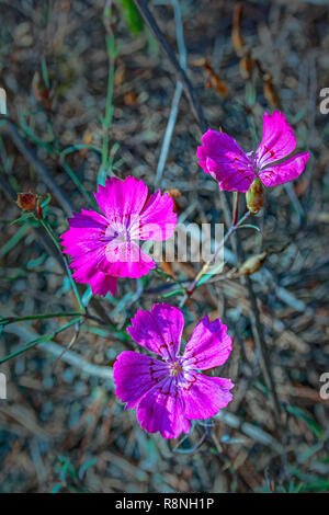 Garofano rosa Dianthus campestris su sfondo sfocato close-up Foto Stock