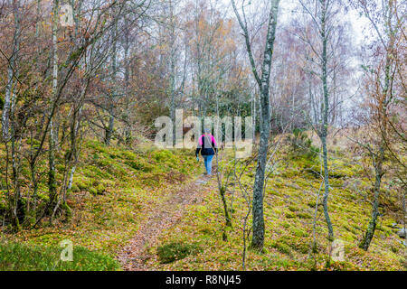 Una bella immagine di una donna con il suo cane a camminare su un sentiero in mezzo al bosco su una splendida fredda giornata invernale in delle Ardenne belghe Foto Stock