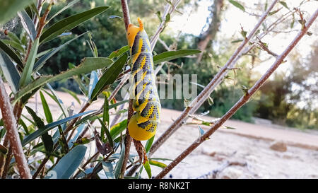 Acherontia atropo, morte la testa hawkmoth, sui rami di un albero in Albufera di Valencia, spagnolo. Foto Stock