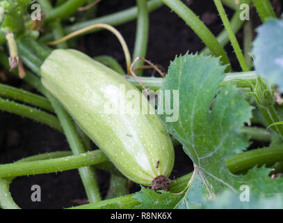 Squash cresce su una boccola in giardino Foto Stock