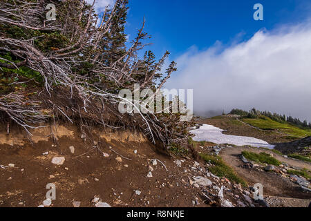 Radici di albero sporgente di una collina su una montagna Foto Stock