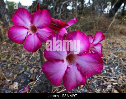 La Impala lily o Rosa del Deserto, è un fiore del caldo asciutto regioni dell Africa orientale e meridionale che fiori nella stagione secca Foto Stock