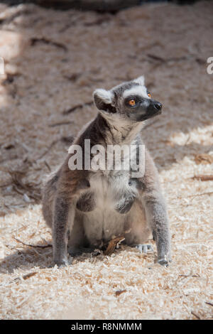 Femmina lemurm seduto a terra Foto Stock